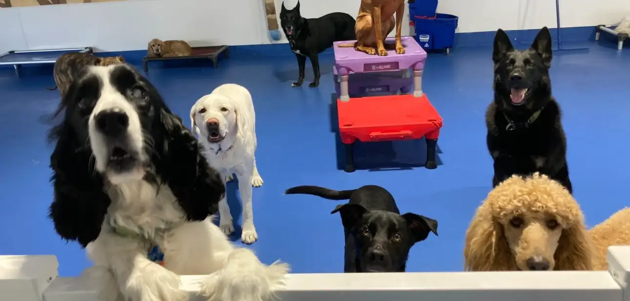 Daycare for Dogs