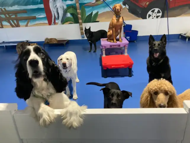 Daycare for Dogs